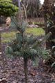 Picea pungens Herman Naue Świerk kłujący